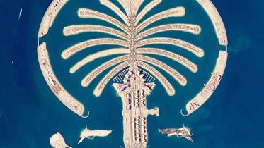 palm.jpg
