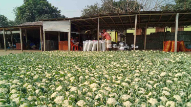 pabna_vegetable1_27dec21.jpg