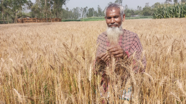 lalmonirhat_wheat_farming-01.jpg