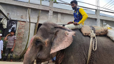 elephant_extortion.jpeg
