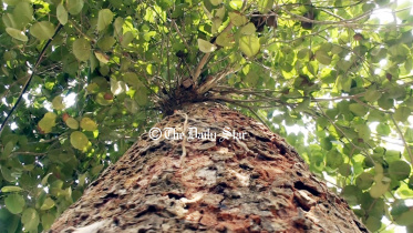 red_sandalwood_tree.jpg