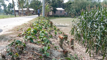 lalmoniurhat_roadside_trees_felled-01.jpg