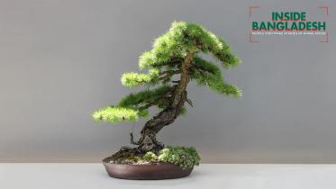 bonsai.jpg