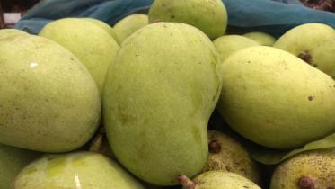 গুটি জাতের আম।