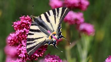 061022_jb_butterfly-tails_feat-1030x580_1.jpg