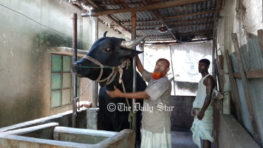 gazipur_cow.jpg