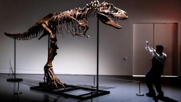 নিলাম সংস্থা সোদবির এক কর্মকর্তা ডাইনোসরের আকার বোঝাচ্ছেন। ছবি: এপি