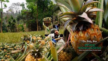 rangamati_pineapple.jpg