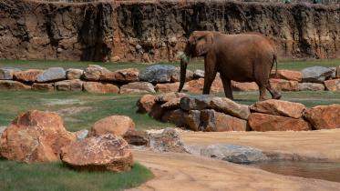 আটলান্টা চিড়িয়াখানায় আফ্রিকান বুশ জাতের হাতি ‘কেলি’