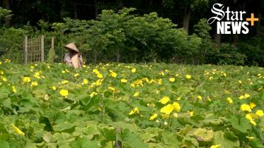 সবজি রপ্তানি