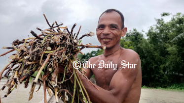 কচুর লতি