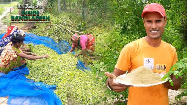 সজনে পাতার গুড়ো