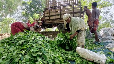 লালমনিরহাট চা চাষি
