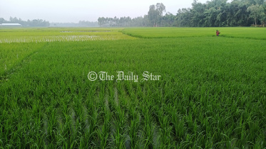 লালমনিরহাট আমন খেত