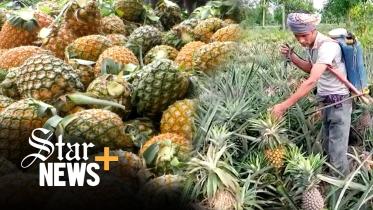 মধুপুরের আনারস