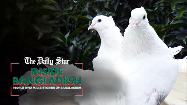 শখের কবুতর