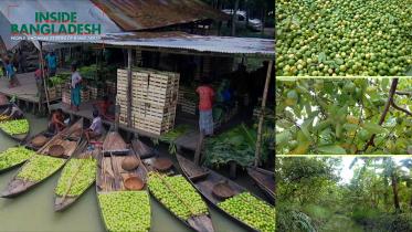 পিরোজপুরের পেয়ারা বাগান