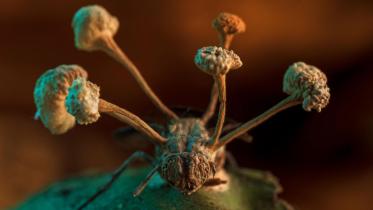 081822_rk_fungus-fly_feat-1030x580.jpg