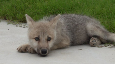 বিশ্রাম নিচ্ছে  ক্লোন করা মেরু নেকড়ে শাবক মায়া। ছবি: সিনোজেনের ওয়েবসাইট থেকে নেওয়া