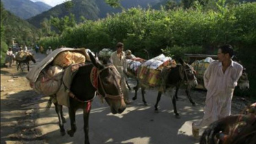পাকিস্তানের দুর্গম এলাকায় বন্যাদুর্গতদের ত্রাণ সামগ্রী পৌঁছে দিচ্ছে ভারবাহী গাধা। ফাইল ছবি: রয়টার্স