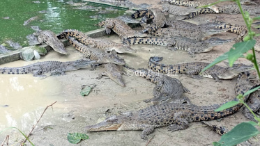 mymensingh_croc_farming_-02.jpg