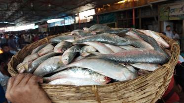 ইলিশ মাছ