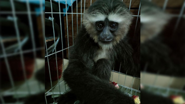 সাভারে বিলুপ্তপ্রায় উল্লুকসহ আটক ১