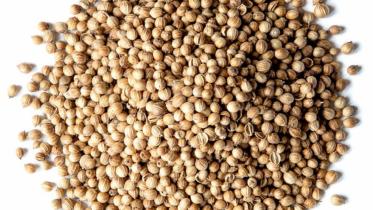 coriander-seeds-2.jpg