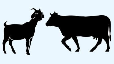 গরু-ছাগল.jpg