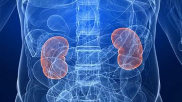 kidney.jpg