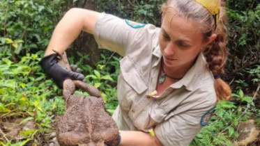 কুইন্সল্যান্ড অঙ্গরাজ্যের কনওয়ে জাতীয় পার্কে ১২ জানুয়ারি টহল দেওয়ার সময় পার্ক রেঞ্জার কাইলি গ্রে হটাত করেই টোডজিলাকে খুঁজে পান। ছবি: রয়টার্স