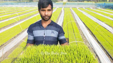 সমলয় পদ্ধতিতে ধান চাষ