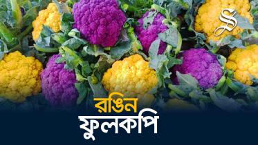 রঙিন ফুলকপি