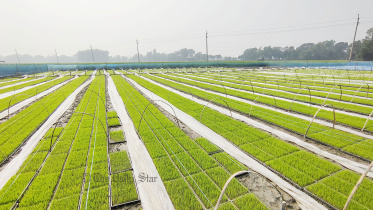 একটি চমৎকার উদ্যোগ যেভাবে মুখ থুবড়ে পড়ল