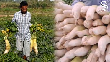 ১৫ কেজি ওজনের মুলা