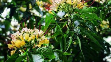 পৃথিবীর সবচেয়ে 'সুন্দর ও করুণ' জায়গাটির বর্ণনা দিতে গিয়ে রূপসী বাংলার কবি জীবনানন্দ দাশ লিখেছিলেন, 'সেখানে সবুজ ডাঙা ভ'রে আছে মধুকূপী ঘাসে অবিরল;/সেখানে গাছের নাম: কাঁঠাল, অশ্বত্থ, বট, জারুল, হিজল;/সেখানে ভোরের মেঘে নাটার রঙের মতো জাগিছে অরুণ;/সেখানে বারু