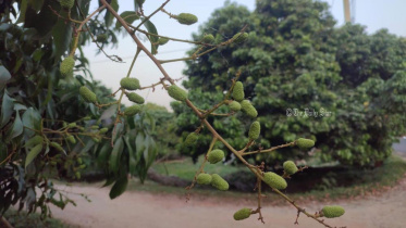 ফলন বিপর্যয়ের আশঙ্কায় ঈশ্বরদীর লিচু চাষি-ব্যবসায়ীরা