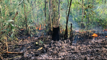 মৌলভীবাজার, কুরমা বন, বন বিভাগ, সিলেট,