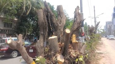 গাছ কাটা