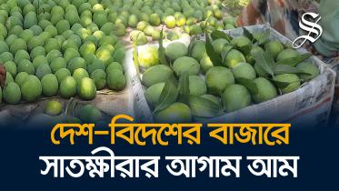 চলতি মৌসুমে ২২৫ কোটি টাকার আম বিক্রির প্রত্যাশা সাতক্ষীরার ব্যবসায়ীদের