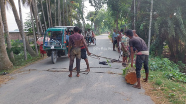 গাছ কাটা