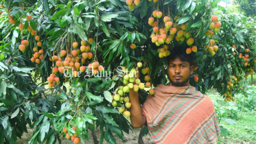 মাগুরা, লিচু,