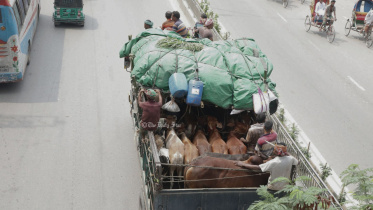 গরুর ট্রাক