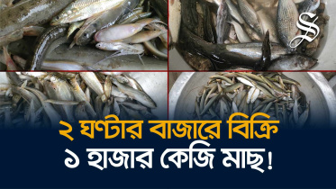 যমুনা নদীর তীরে প্রতিদিন ভোরে বিক্রি ৫ লাখ টাকার মাছ