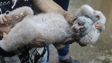 লজ্জাবতী বানর সংরক্ষণে পরানো হচ্ছে রেডিও কলার