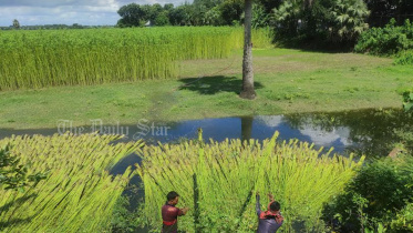বর্ষাকাল, পাট, বৃষ্টিপাত, ফরিদপুর, রাজবাড়ী,
