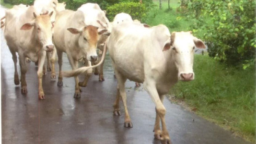 মুন্সিগঞ্জ গরু.jpg