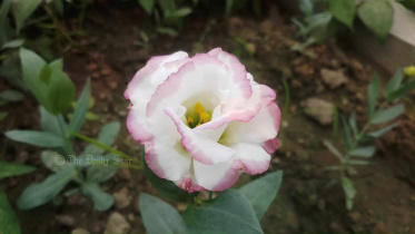 নন্দিনী ফুল