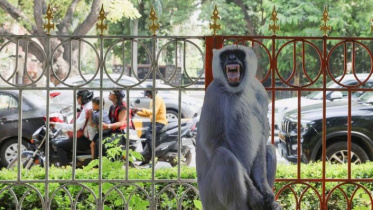 নয়াদিল্লিতে লেঙ্গুরের কাটআউট। ছবি: রয়টার্স