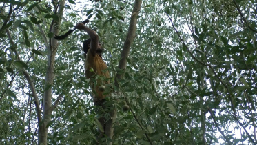 হরিণঘাটা বন